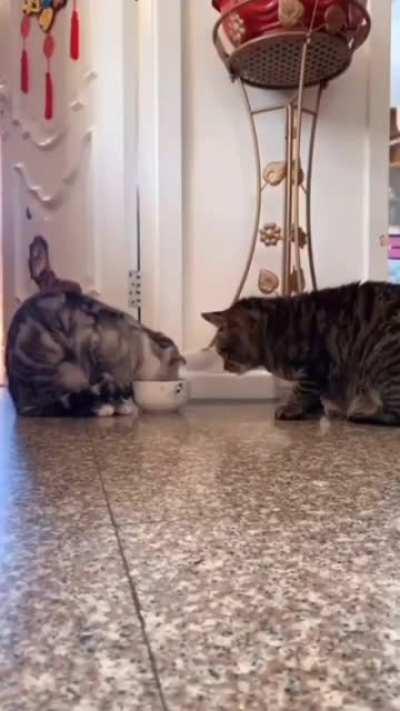 Cat sharing the food.