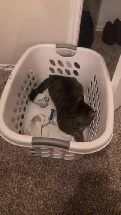 Scopaethesia, realization, retreat