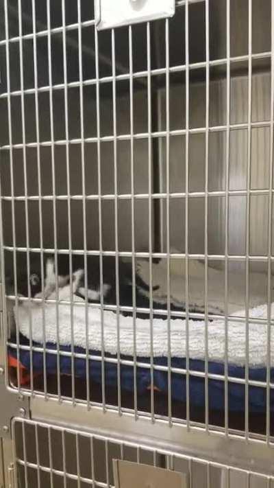 Meow Meow Meow Meow Meow aaaaa