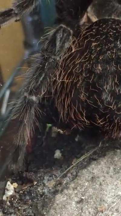 A small spider making a web on a big spider.