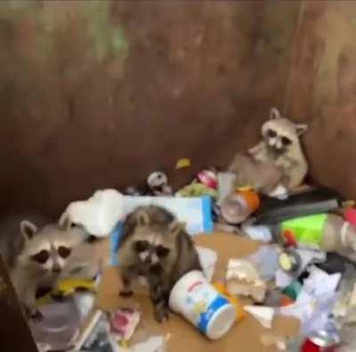 Bro saves raccoon family