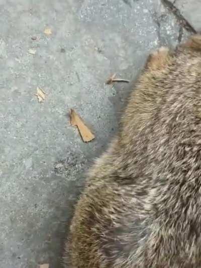 Helping out a trapped bunny