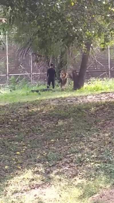 Drunk man jumped in a lion cage (Delhi zoo,India).