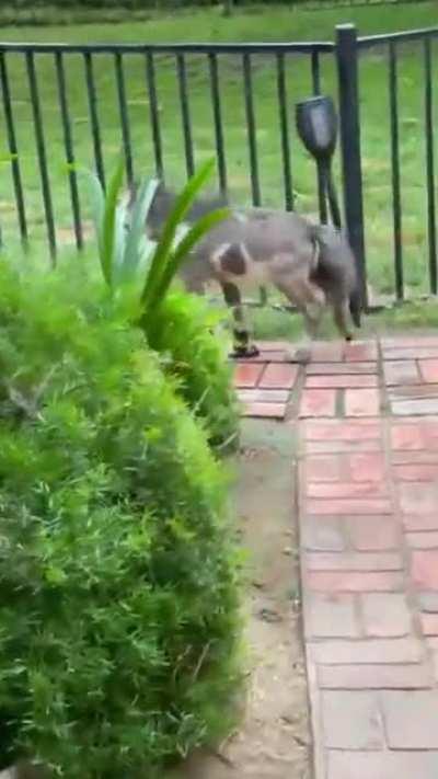 Tiny horse is learning how to find his food!