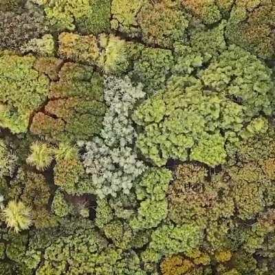 🔥 A forest canopy from above 🔥