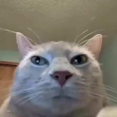 Shitpost 151 algo no turbio