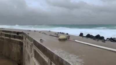 Holy crab, my people need me