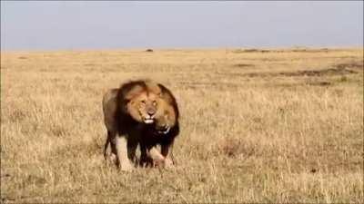 Just a couple of bros out in the open