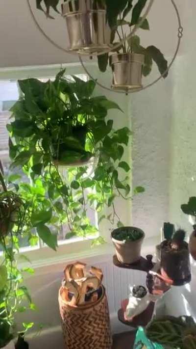 Seattle, WA - 1908 Home, 2nd floor sun room 🌵🌱