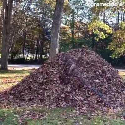 Into the leaf realm!