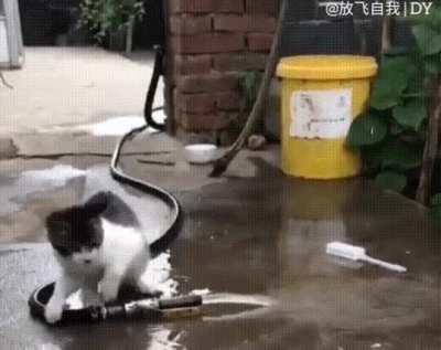 Кот-сантехник ликвидирует течь