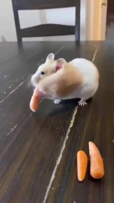 Hamster gobbles everything