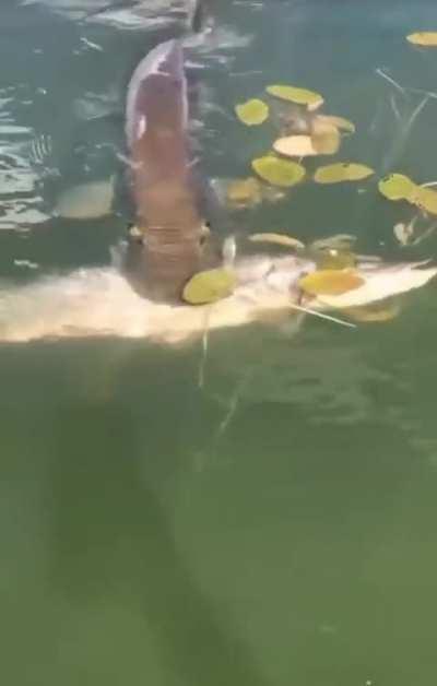Hello everyone, this is an interesting fishing video I saw. What kind of fish is this?