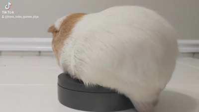 Chip Goes For A Spin