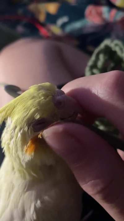 eggie loves the cheek scritches (bonus happy chirp)