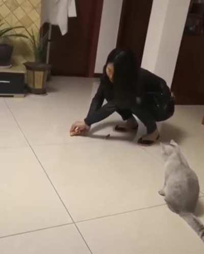 Will the cat chase the mouse?