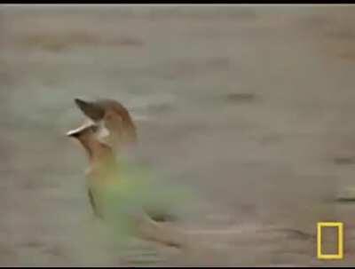 Come here ye little shit