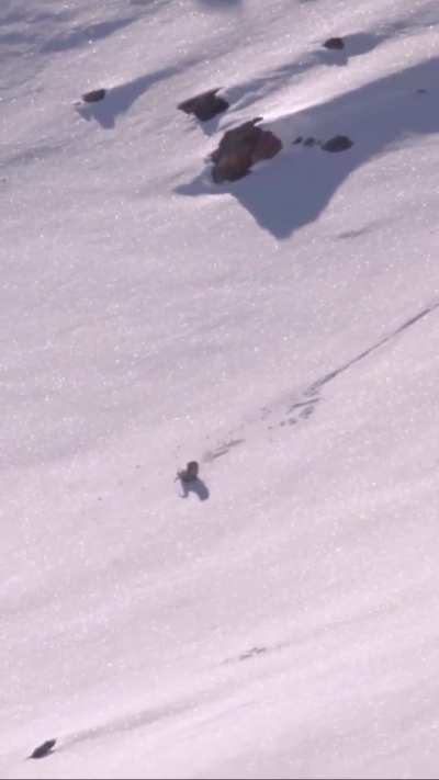 🔥International Snow Leopard Day at play🏔️
