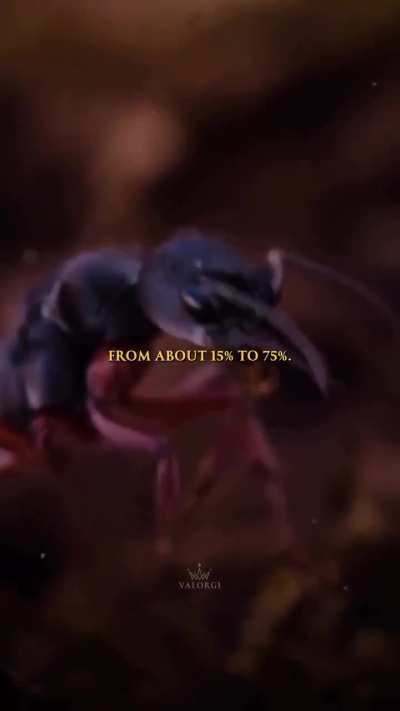 The only species besides humans that performs amputations