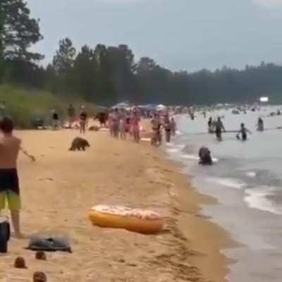 Mother bear and her cubs stop at a beach to cool off, and the cubs seem to be enjoying themselves.