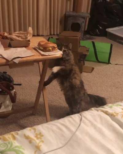 I told my daughter not to leave her food behind because the cat will try to steal it, she disagreed. I sent her this video.