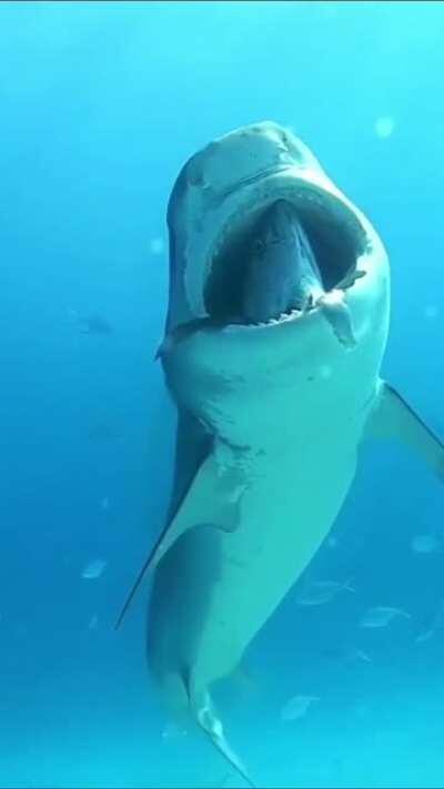 uWu bu yardımsever köpek balığı yorulan başka bir baliği sakin bir gezintiye çikariyor widepeepohappy