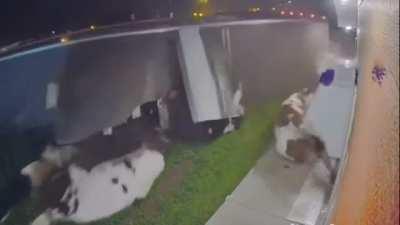 Truck loses control and cows fly out