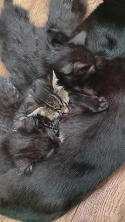 Caution: too cute to handle