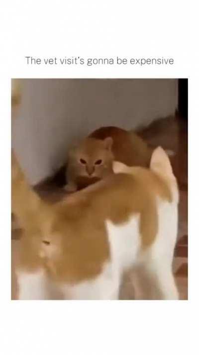 What is cat is suffering from?