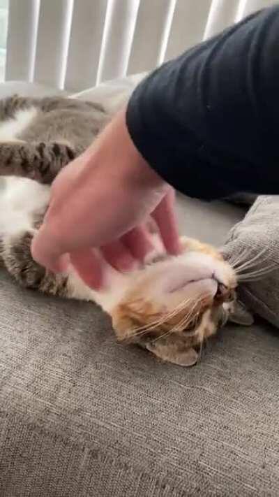 Maybe the cutest cat noise I’ve ever heard. Wait for it!