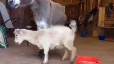 No donkey, only GOAT eats!!