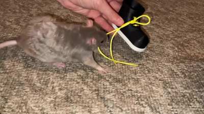 My incredible pet rat Crumb is learning to untie a mini shoe!