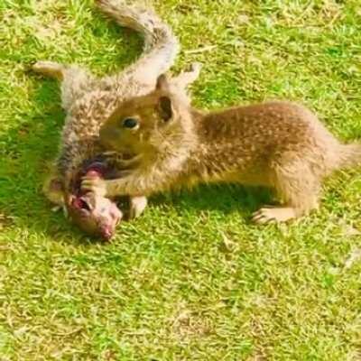 Squirrel cannibalism