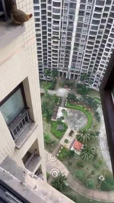 Да, это курица. На высотном здании. Летающая.