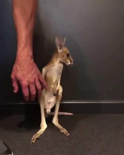 Мешочек с зеброй