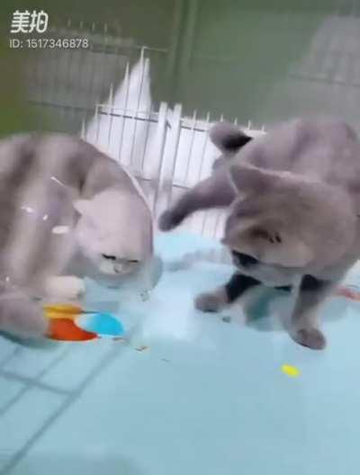 When you can’t afford a roomba to ride so you improvise