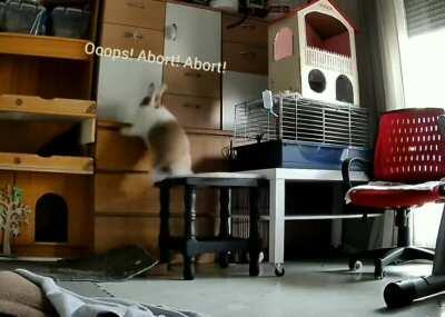 Mission impossible... 🤣🤣🤣 (No bunnies were harmed during the filming of this video 😋)