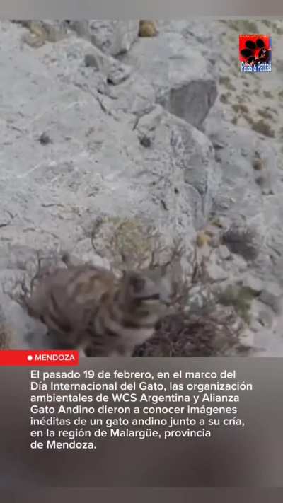 Apareció una gata andina con su pequeño cachorrito en Mendoza