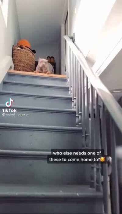 No es un meme pero tremendos prohibidos se sacó el perro