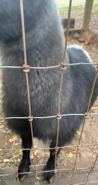 JJ the goat, bullying her sister Luna out of some cheese balls