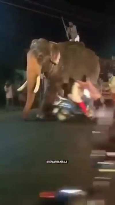 Didi se toh haathi bhi darta hai...