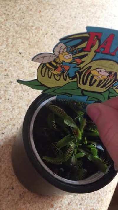 Feeding my venous flytrap
