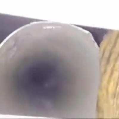 Birds are always watching