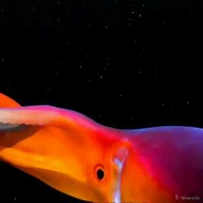 Giant colorful squid
