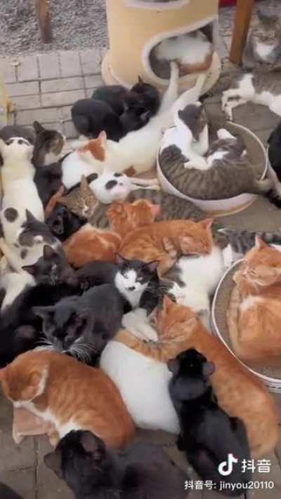 Отель «Котэ»