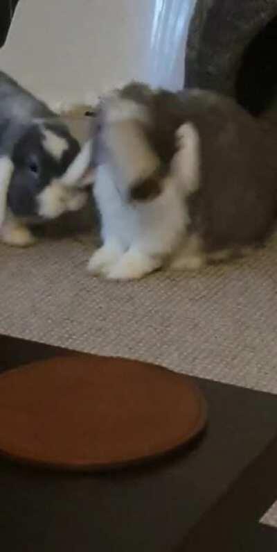 He got a little excited and bonked his brother on the head...