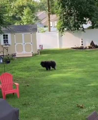 Пёсель Джексона.