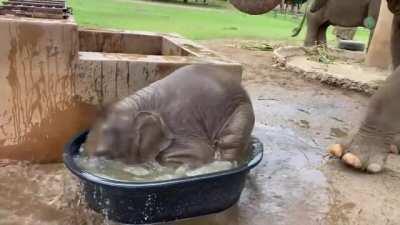 Baby elephant's first time in a bathtub