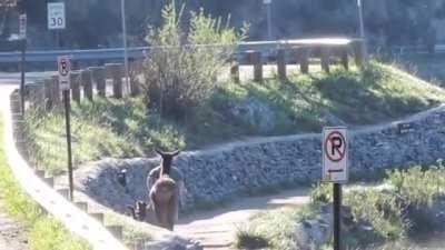 To enjoy a peaceful jog.