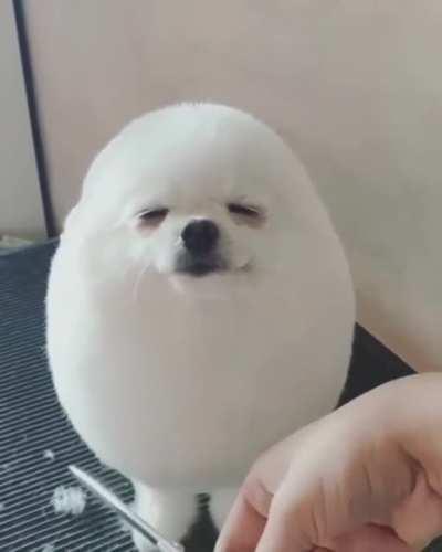 The happiest little egg